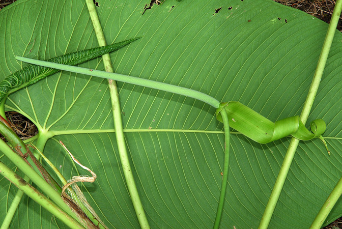 文件:AnthpulverulentumCroat104263 01.jpg