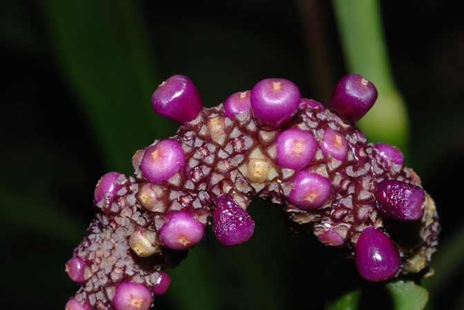 文件:Anthuleanum050954 05.jpg