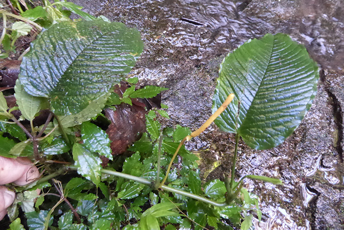 Pictured in La Planada Reserve, Narino, Colombia Image Copyright © 2018 by Bruce Dunstan