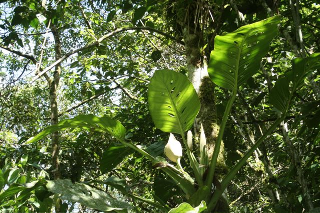 Pictured in San Ramon (Junin), Peru Image Copyright © 2013 by Frieda Billiet