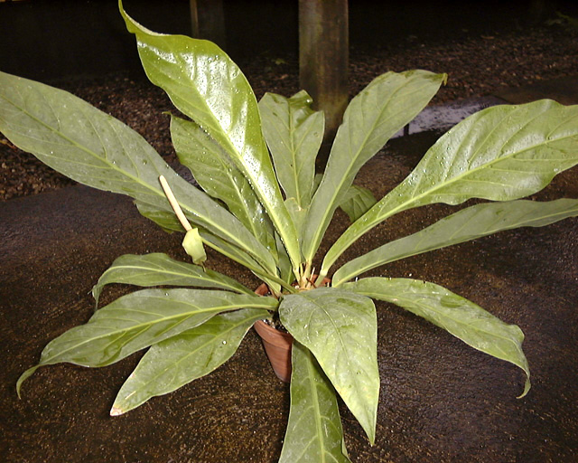 文件:AnthernestiiCroat 09.jpg