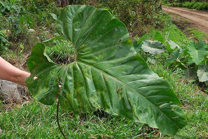 Croat 104204, pictured in Carchi, Ecuador Image Copyright © 2013 by David Scherberich