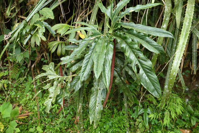 Pictured in Valle de Cauca, Colombia Image Copyright © 2015 by Bruce Dunstan