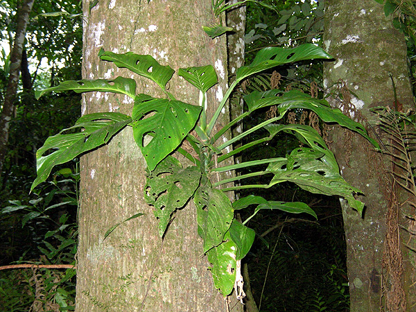Pictured in Bolivia Image Copyright © 2007 by Jerome Barbut for Entomo Fauna