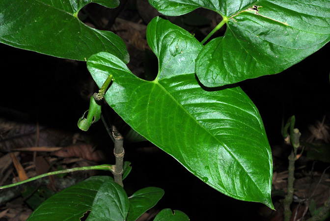 Croat 103767, pictured at the Jardín Botánico San Jorge (Ibagué, Colombia) Image Copyright © 2013 by David Scherberich