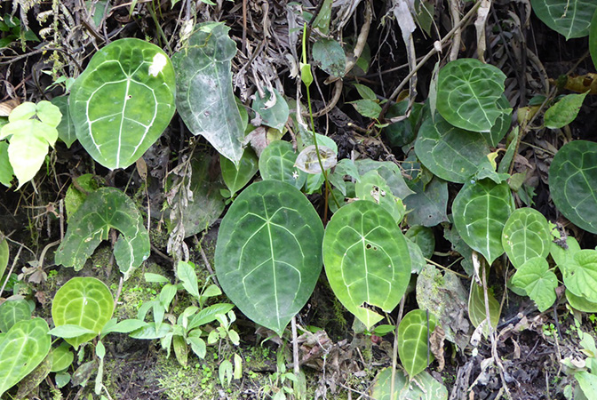 Pictured in Santander, Colombia Image Copyright © 2015 by Bruce Dunstan