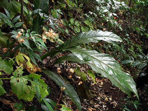 文件:Anthsalviniaefm 01.jpg