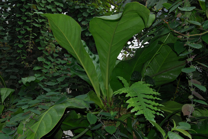 Pictured in the Botanischer Garten der Universitat Göttingen (Germany) Image Copyright © 2011 by David Scherberich