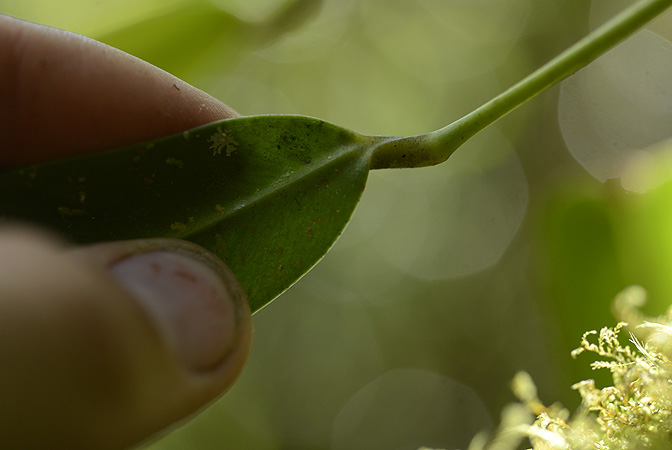 Pictured in Chiriquí, Panama Image Copyright © 2014 by Fred Muller