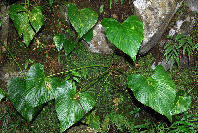 Croat 104063, pictured in Carchi, Ecuador Image Copyright © 2013 by David Scherberich