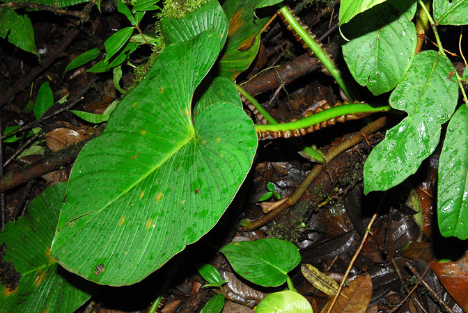 Pictured in Esmeraldas, Ecuador Image Copyright © 2013 by David Scherberich
