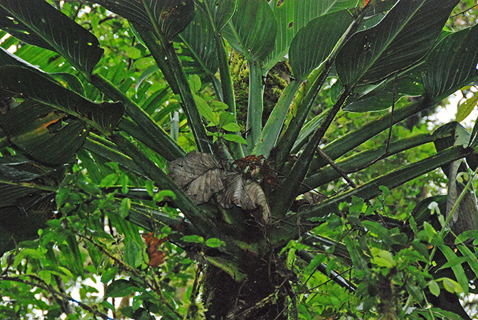 Pictured in Tenorio, Costa Rica Image Copyright © 2017 by Patrick Blanc