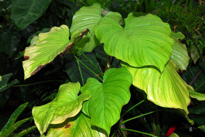 Pictured at Ree Gardens (Miami, Florida) Image Copyright © 2012 by David Scherberich