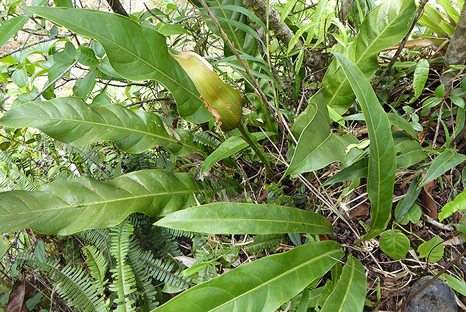 Pictured in Santa Fe, Panama Image Copyright © 2016 by Bruce Dunstan