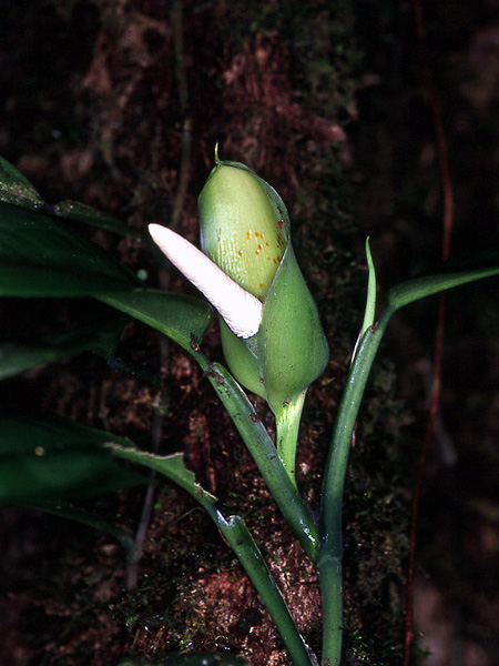 文件:PhiloguianenseDS 01.jpg