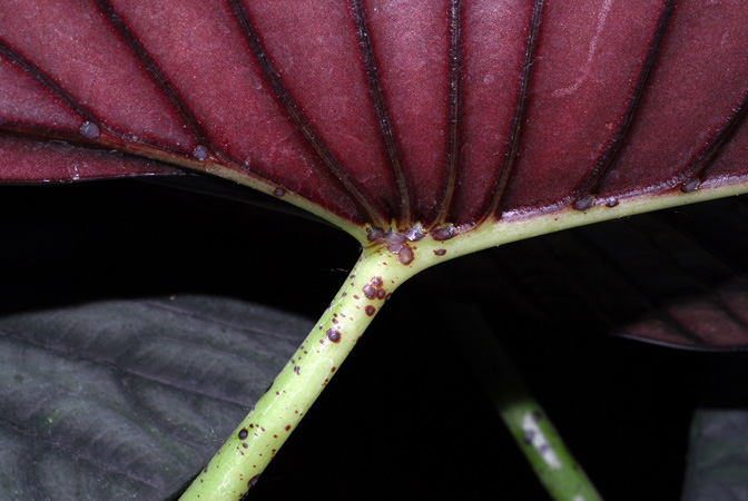 Pictured at the Jardin botanique de Montréal (Canada) Image Copyright © 2013 by David Scherberich