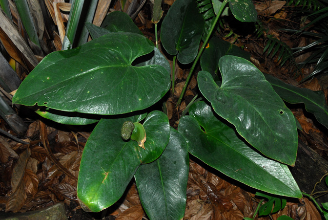 From Guadeloupe Pictured at the Jardin Botanique du Montet (Nancy, France) Image Copyright © 2013 by David Scherberich