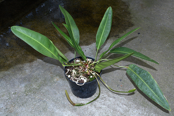 Mayo 597, pictured in Royal Botanic Gardens, Kew Image Copyright © 2015 by David Scherberich