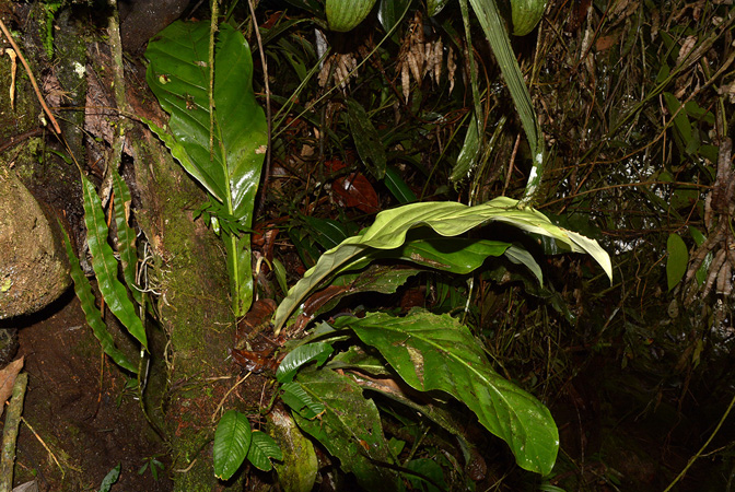 Croat 106054 pictured along Rio Piatua (Napo, Ecuador) Image Copyright © 2015 by David Scherberich