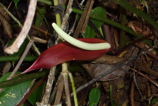 Pictured in Risaralda, Colombia Image Copyright © 2015 by Bruce Dunstan