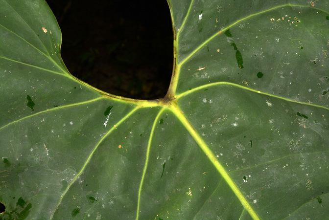 Croat 105523 pictured along Rio Piatua, Napo/Ecuador Image Copyright © 2015 by David Scherberich
