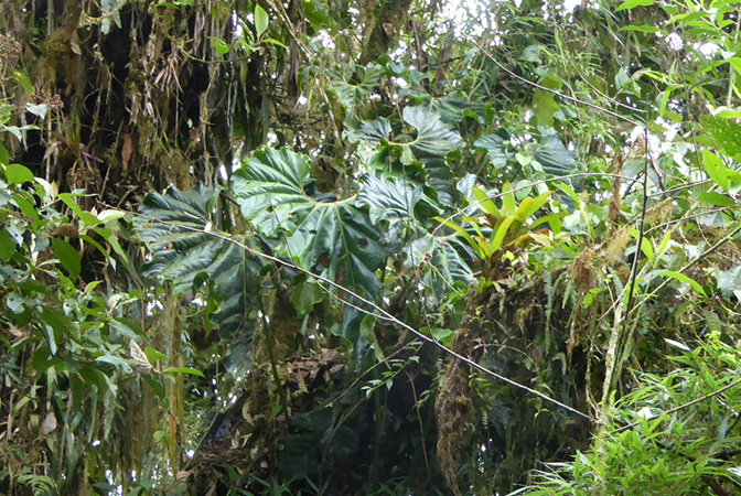 Pictured in La Planada Reserve, Narino, Colombia Image Copyright © 2018 by Bruce Dunstan