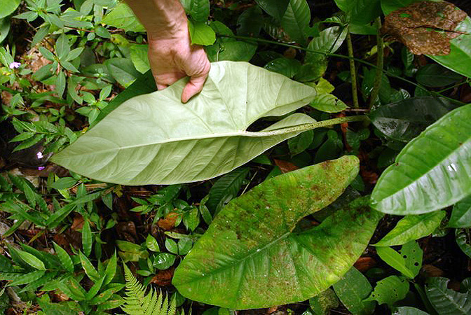 Pictured in Borneo: Sarawak Image Copyright © 2011 by Lars Nauheimer