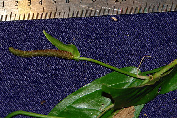 Pictured in Panama Image Copyright © 2011 by Lars Nauheimer