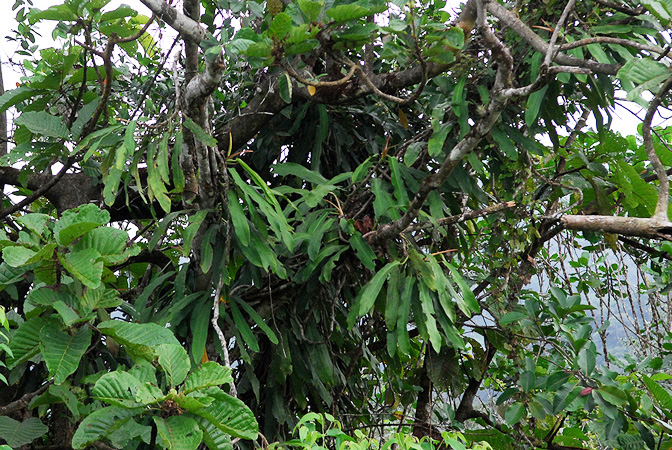 Croat 104020 pictured in Carchi, Ecuador Image Copyright © 2013 by David Scherberich
