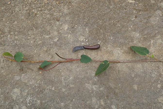 文件:AnthsubaequansBD2019 02.jpg