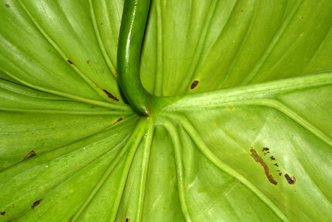 Croat 105506 pictured in Las Caucheras, Napo (Ecuador) Image Copyright © 2015 by David Scherberich