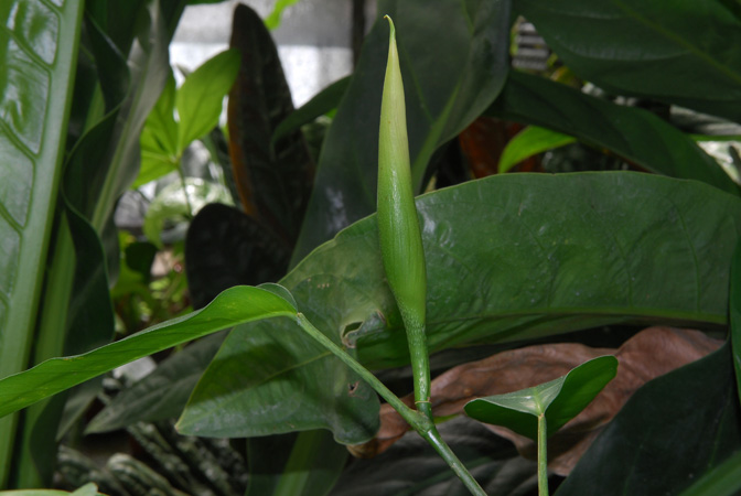 From Ecuador (Napo) Pictured in the Botanischer Garten der Universitat Göttingen (Germany) Image Copyright © 2011 by David Scherberich