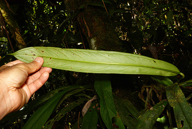 Croat 106002 pictured near Rio Taculin (Pastaza, Ecuador) Image Copyright © 2015 by David Scherberich