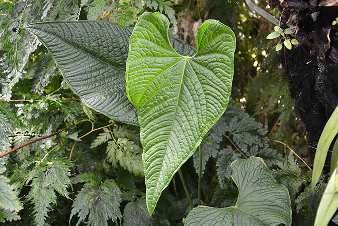 Pictured at the Jardin Botanique de Lyon (France) Image Copyright © 2016 by David Scherberich