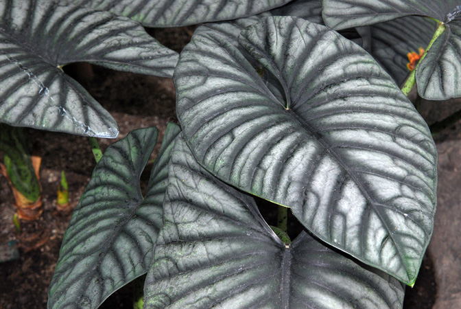 Pictured at the Jardin botanique de Montréal (Canada) Image Copyright © 2013 by David Scherberich