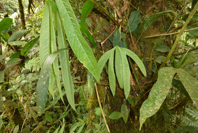 Pictured in Valle de Cauca, Colombia Image Copyright © 2015 by Bruce Dunstan