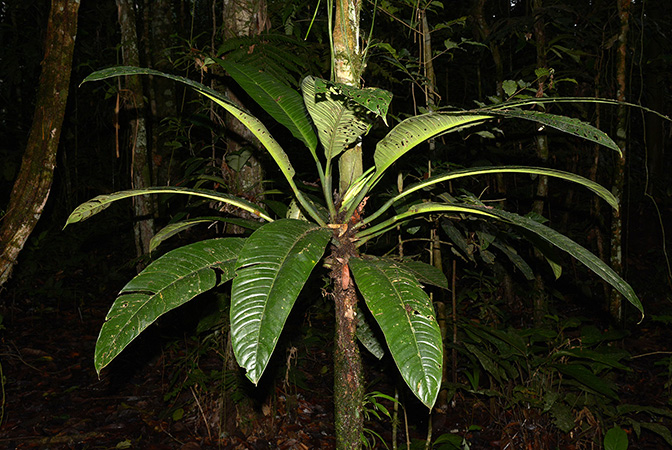 Pictured in Yasuni National Park (Orellana, Ecuador) Image Copyright © 2015 by David Scherberich