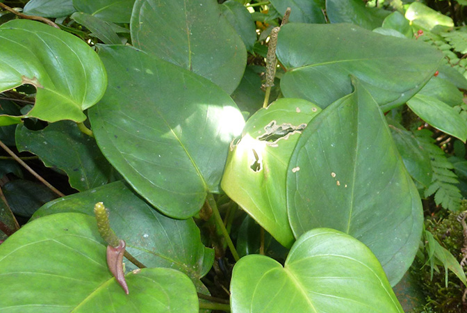 Pictured in Cerro Chucanti, Panama Image Copyright © 2015 by Bruce Dunstan