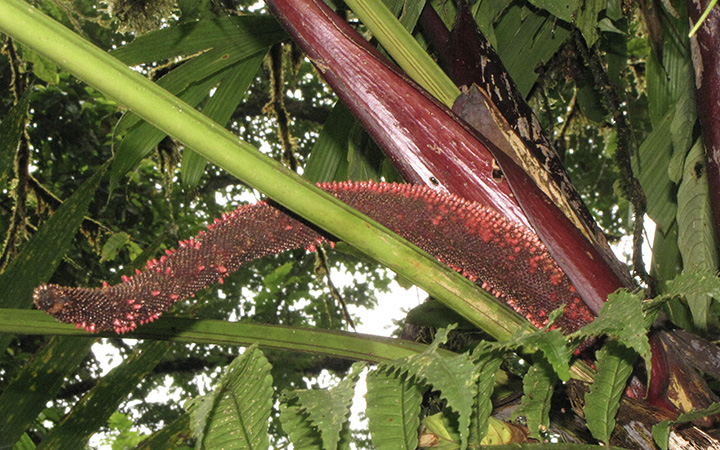Pictured S of Bahia Solano, Choco (Colombia) Image Copyright © 2020 by Dylan Hannon