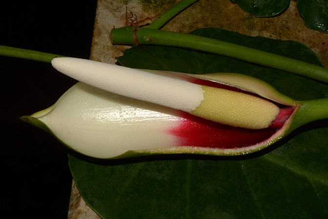 PB03-561 from French Guiana, pictured at the Jardin Botanique de Lyon (France) Image Copyright © 2020 by David Scherberich