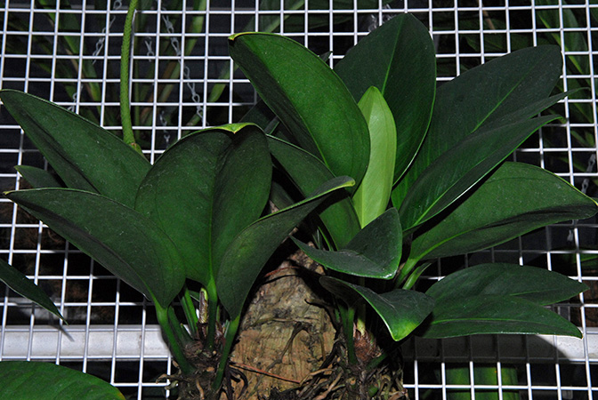 Croat 35943 from Cerro Campana, Panama, pictured in Royal Botanic Gardens, Kew Image Copyright © 2012 by David Scherberich