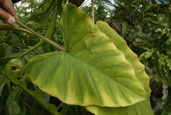 From Papua (Irian Jaya), pictured in Royal Botanic Garden Edinburgh Image Copyright © 2017 by David Scherberich