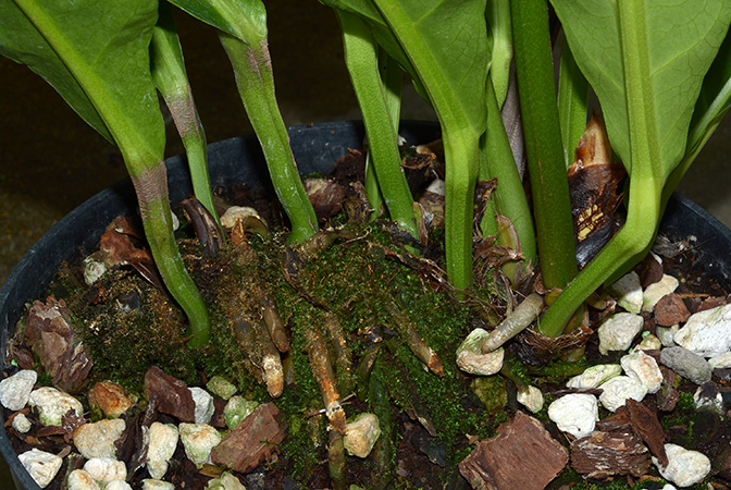 Pictured in Royal Botanic Gardens, Kew Image Copyright © 2015 by David Scherberich