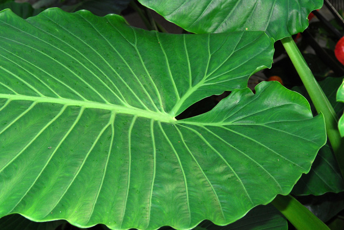 Pictured in Royal Botanic Gardens, Kew Image Copyright © 2012 by David Scherberich