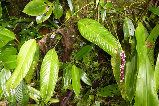 Pictured in Fortuna (Chiriqui, Panama) Image Copyright © 2016 by Bruce Dunstan