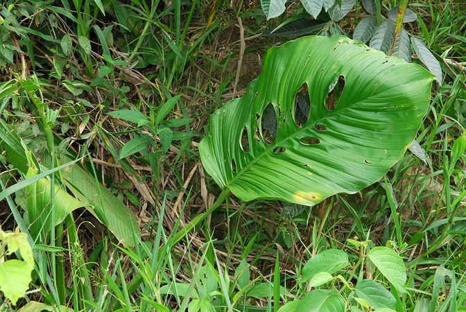 文件:MonsCroat104061 03.jpg