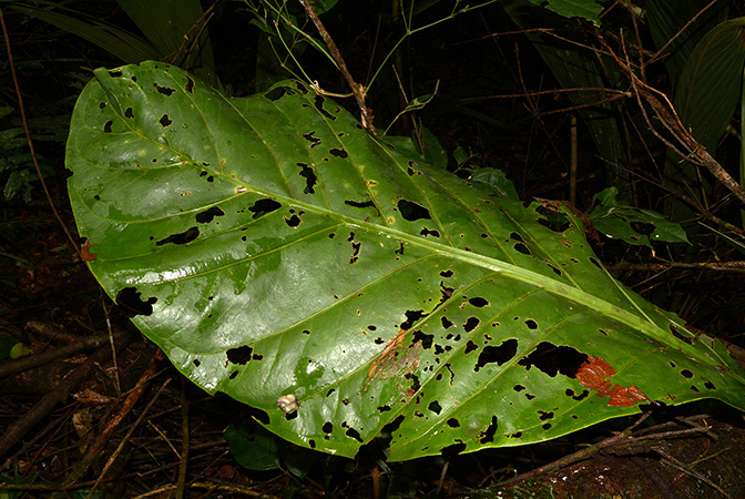 Pictured in Yasuni National Park (Orellana, Ecuador) Image Copyright © 2015 by David Scherberich