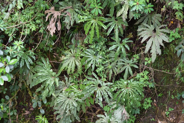 Pictured in Cauca, Colombia Image Copyright © 2013 by Frieda Billiet