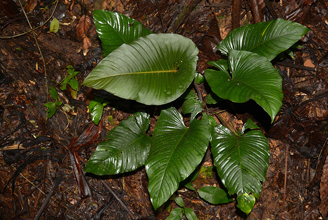 Croat 105867 pictured in Yasuni National Park, Orellana/Ecuador Image Copyright © 2015 by David Scherberich