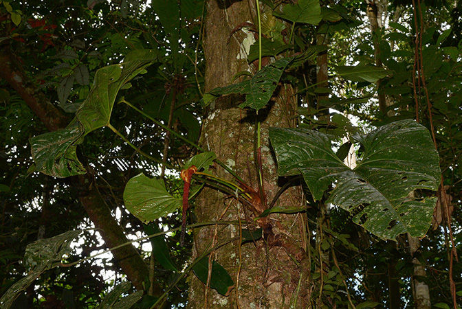 Croat 105833 pictured in Yasuni National Park (Orellana, Ecuador) Image Copyright © 2015 by David Scherberich